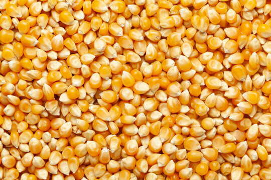 Yellow Maize