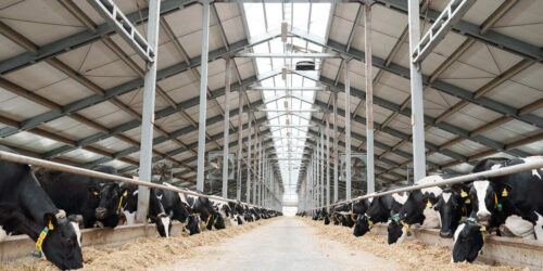 dairy-farming-1