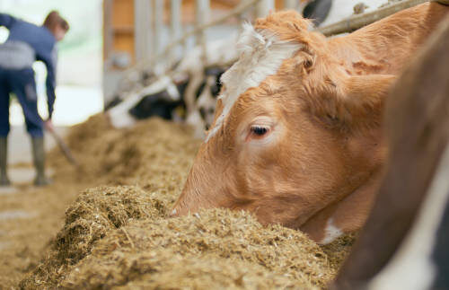 A close-up of a cow eating in a modern barn, with a farmer working in the background, adjusting feed for the livestock.