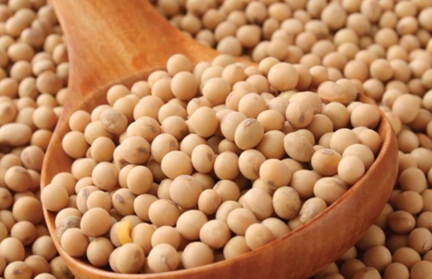 Wooden spoon holding premium raw whole soybean seeds Aashirwad corporation