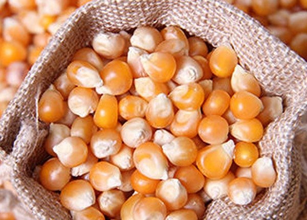 Premium yellow maize seeds Aashirwad Corporation