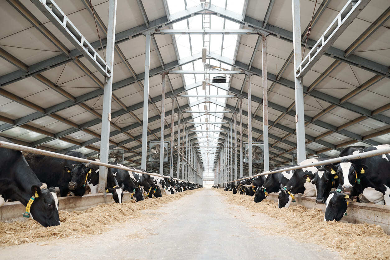 dairy-farming-1
