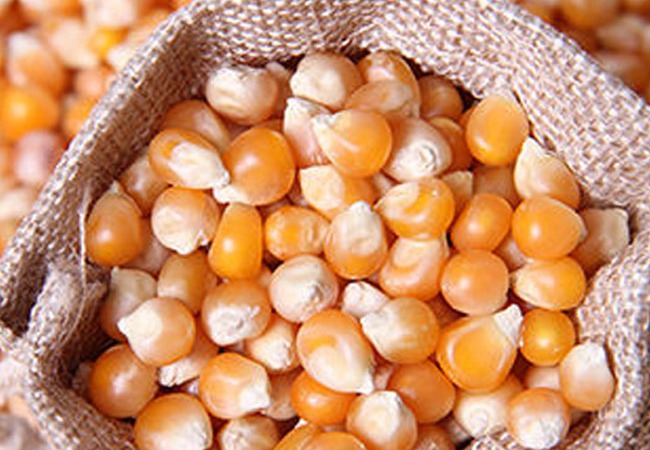 Burlap sack filled with premium yellow corn kernels Aashirwad Corporation