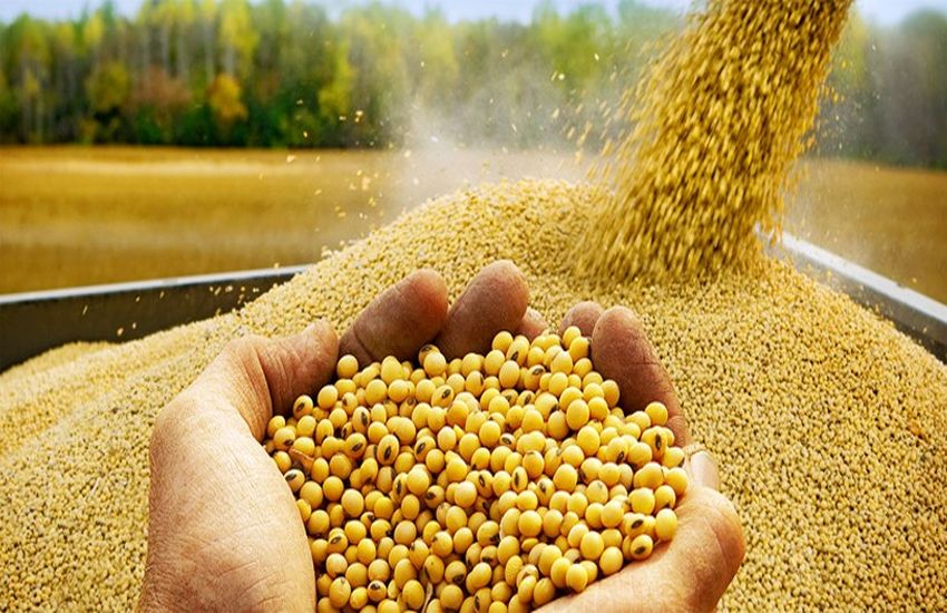 Hands holding premium raw whole soybean seeds Aashirwad Corporation