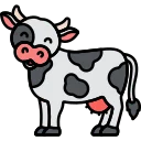 Dairy cow